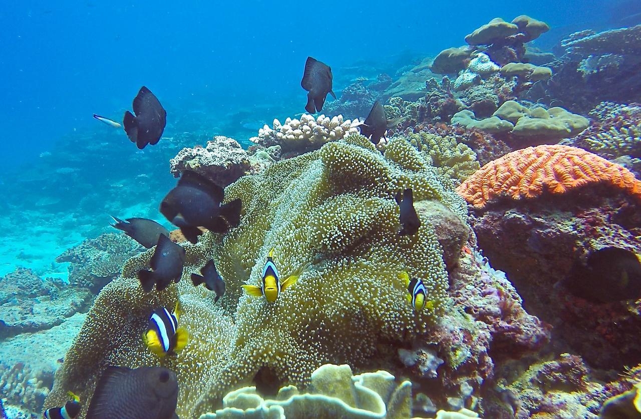 Puri Asu Resort Palau Asu Luaran gambar